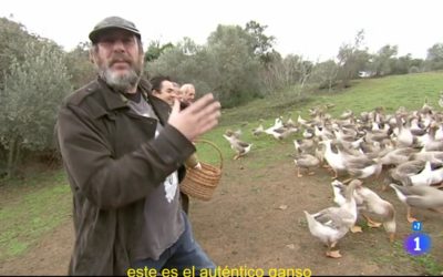 “SOS. Alimentos – Karra al rescate” dedica su tercer programa en TVE al ganso gris y visita la finca de Eduardo Sousa en Pallares.